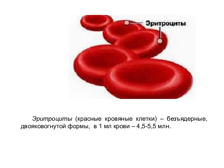Эритроциты (красные кровяные клетки) – безъядерные, двояковогнутой формы, в 1 мл крови – 4,5-5,5 млн.