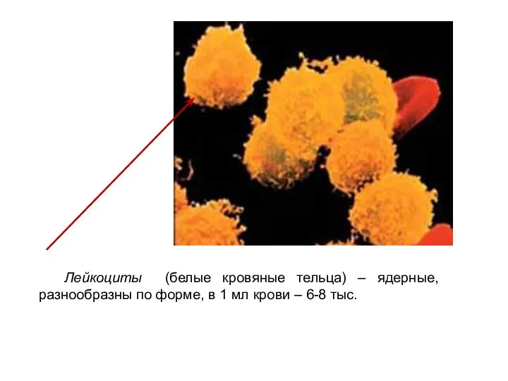 Лейкоциты (белые кровяные тельца) – ядерные, разнообразны по форме, в 1 мл крови – 6-8 тыс.