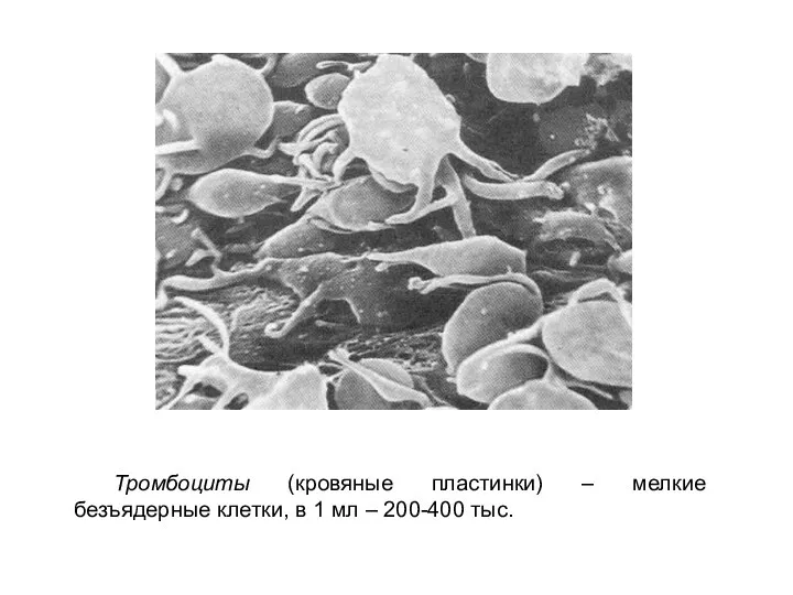 Тромбоциты (кровяные пластинки) – мелкие безъядерные клетки, в 1 мл – 200-400 тыс.