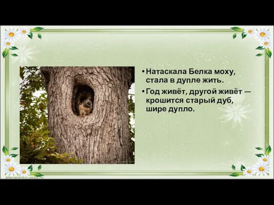 Натаскала Белка моху, стала в дупле жить. Год живёт, другой живёт