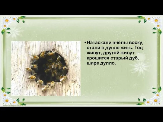 Натаскали пчёлы воску, стали в дупле жить. Год живут, другой живут