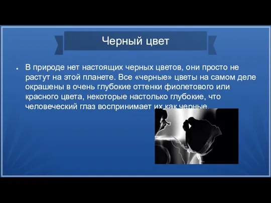 Черный цвет В природе нет настоящих черных цветов, они просто не