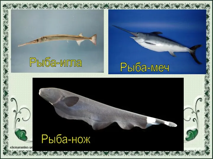 Рыба-игла Рыба-меч Рыба-нож