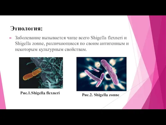 Этиология: Заболевание вызывается чаще всего Shigella flexneri и Shigella zonne, различающиеся