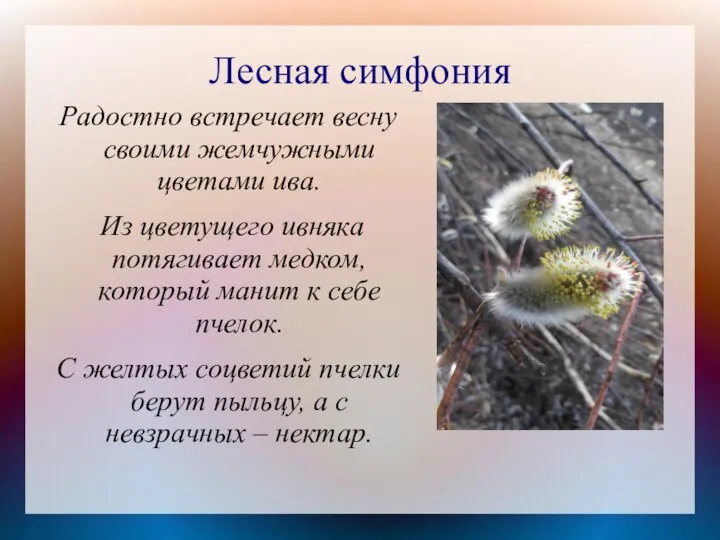 Лесная симфония Радостно встречает весну своими жемчужными цветами ива. Из цветущего