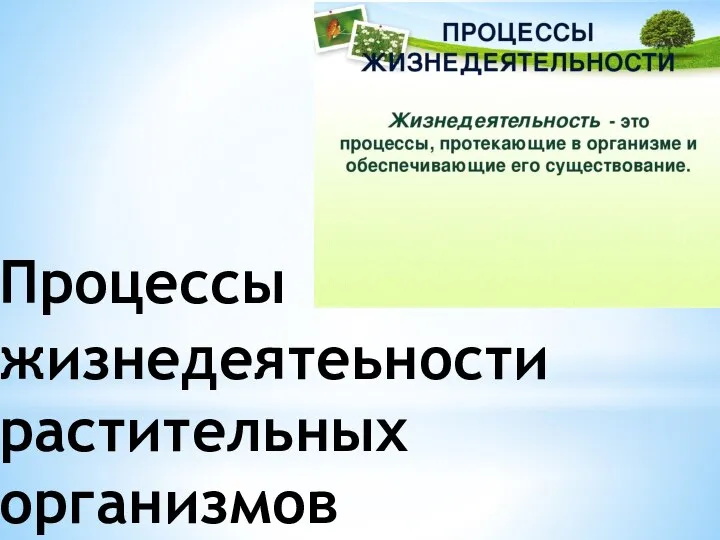 Процессы жизнедеятеьности растительных организмов