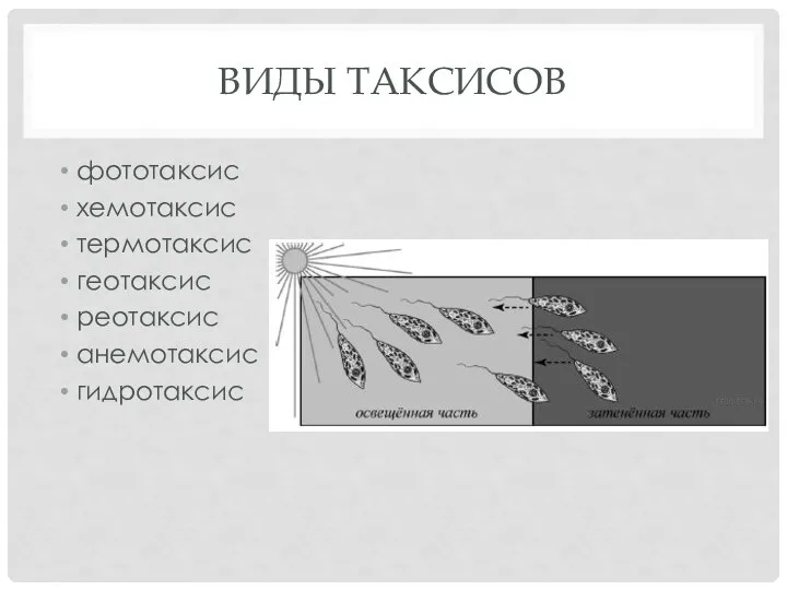 ВИДЫ ТАКСИСОВ фототаксис хемотаксис термотаксис геотаксис реотаксис анемотаксис гидротаксис