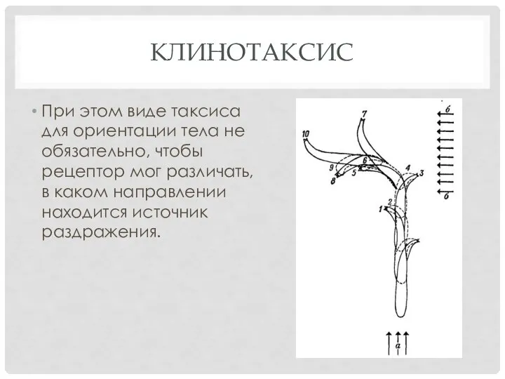 КЛИНОТАКСИС При этом виде таксиса для ориентации тела не обязательно, чтобы