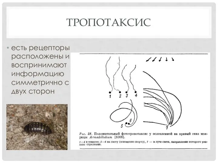 ТРОПОТАКСИС есть рецепторы расположены и воспринимают информацию симметрично с двух сторон