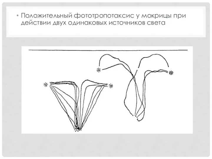 Положительный фототропотаксис у мокрицы при действии двух одинаковых источников света