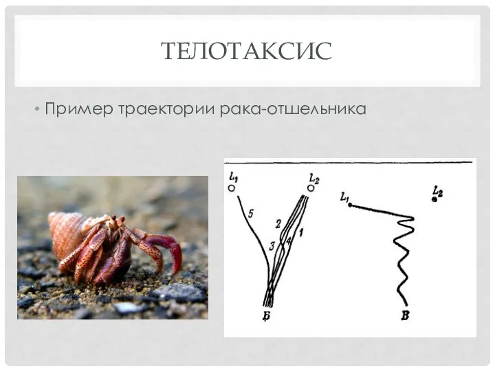 ТЕЛОТАКСИС Пример траектории рака-отшельника