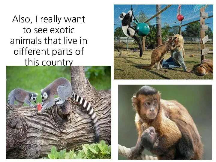 Also, I really want to see exotic animals that live in different parts of this country