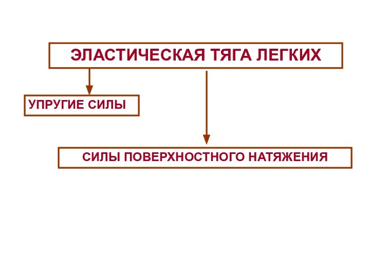 ЭЛАСТИЧЕСКАЯ ТЯГА ЛЕГКИХ УПРУГИЕ СИЛЫ СИЛЫ ПОВЕРХНОСТНОГО НАТЯЖЕНИЯ