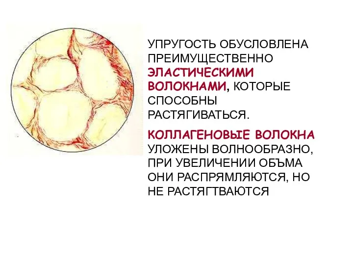 УПРУГОСТЬ ОБУСЛОВЛЕНА ПРЕИМУЩЕСТВЕННО ЭЛАСТИЧЕСКИМИ ВОЛОКНАМИ, КОТОРЫЕ СПОСОБНЫ РАСТЯГИВАТЬСЯ. КОЛЛАГЕНОВЫЕ ВОЛОКНА УЛОЖЕНЫ