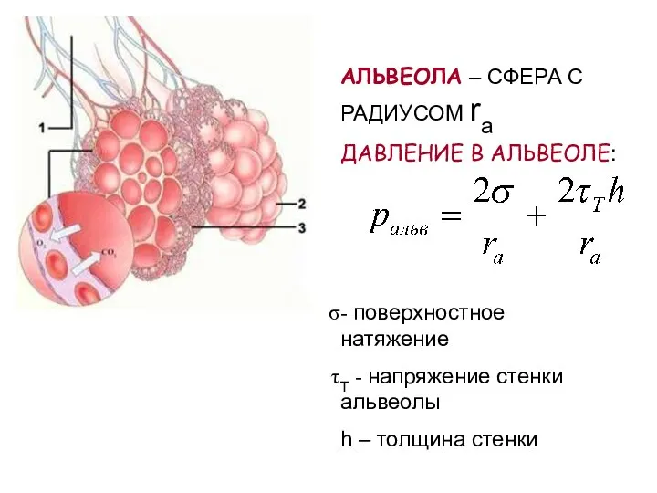 АЛЬВЕОЛА – СФЕРА С РАДИУСОМ ra ДАВЛЕНИЕ В АЛЬВЕОЛЕ: - поверхностное