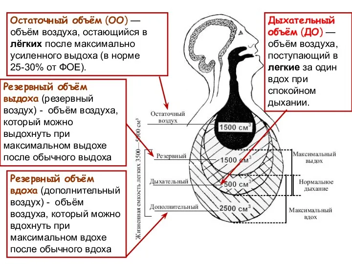 Резервный объём вдоха (дополнительный воздух) - объём воздуха, который можно вдохнуть