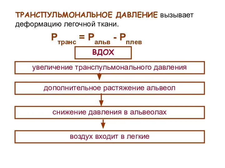 Ртранс = Ральв - Рплев ТРАНСПУЛЬМОНАЛЬНОЕ ДАВЛЕНИЕ вызывает деформацию легочной ткани.