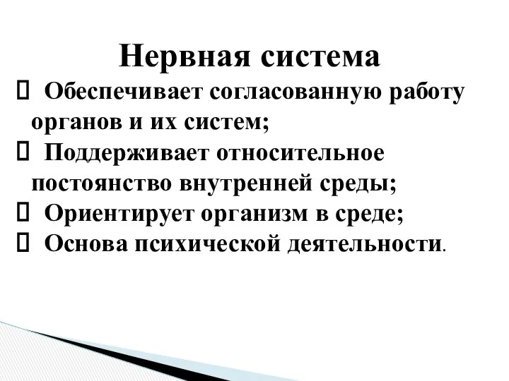 Нервная система Обеспечивает согласованную работу органов и их систем; Поддерживает относительное