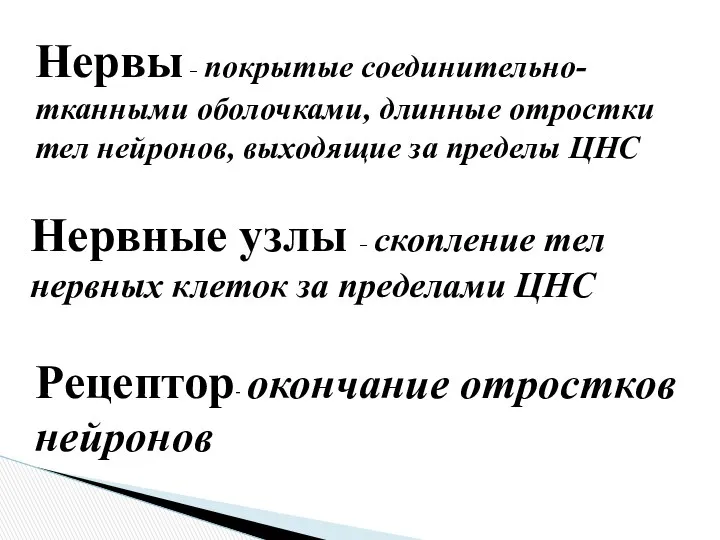 Нервы – покрытые соединительно-тканными оболочками, длинные отростки тел нейронов, выходящие за