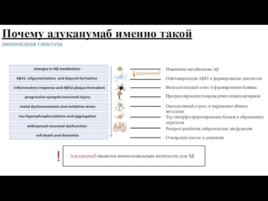 Почему адуканумаб именно такой амилоидная гипотеза Изменение метаболизма Аβ Олигомеризация Аβ42