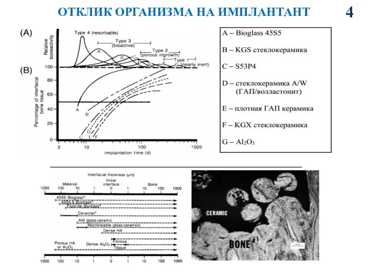 ОТКЛИК ОРГАНИЗМА НА ИМПЛАНТАНТ 4