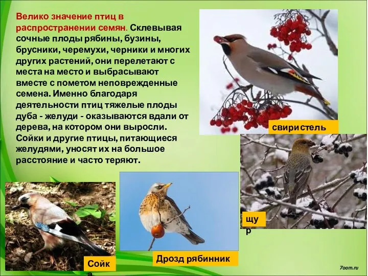 Велико значение птиц в распространении семян. Склевывая сочные плоды рябины, бузины,