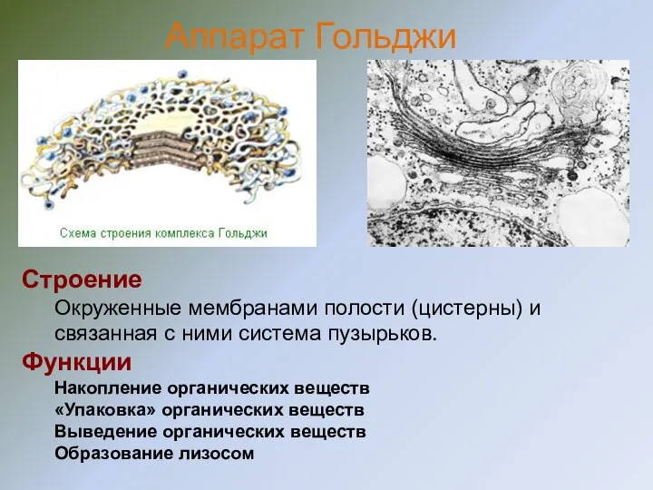 Строение Окруженные мембранами полости (цистерны) и связанная с ними система пузырьков.