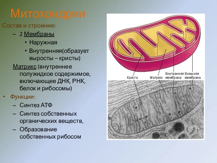 Митохондрии Состав и строение: 2 Мембраны Наружная Внутренняя(образует выросты – кристы)