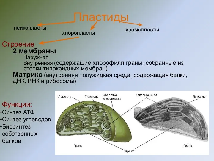 Строение 2 мембраны Наружная Внутренняя (содержащие хлорофилл граны, собранные из стопки