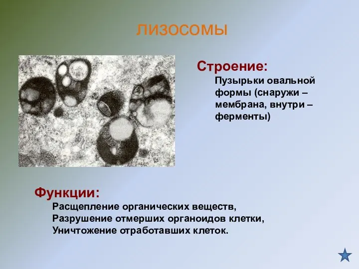 Строение: Пузырьки овальной формы (снаружи – мембрана, внутри – ферменты) Функции: