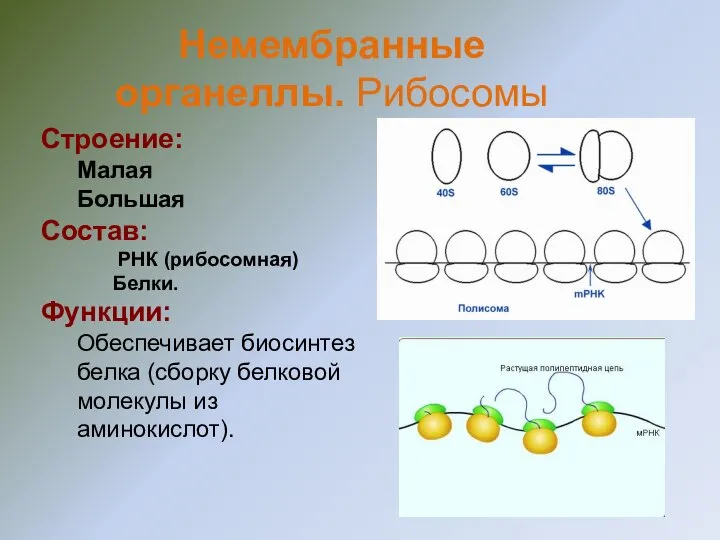 Строение: Малая Большая Состав: РНК (рибосомная) Белки. Функции: Обеспечивает биосинтез белка