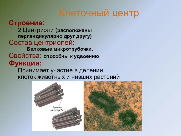 Строение: 2 Центриоли (расположены перпендикулярно друг другу) Состав центриолей: Белковые микротрубочки.