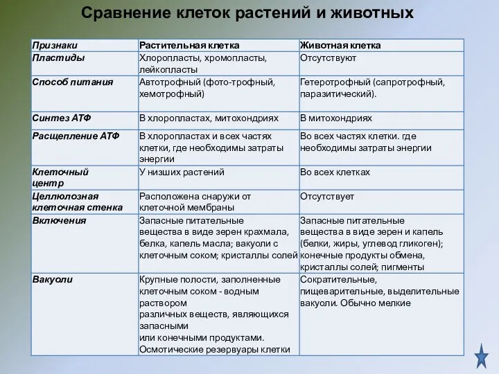 Сравнение клеток растений и животных