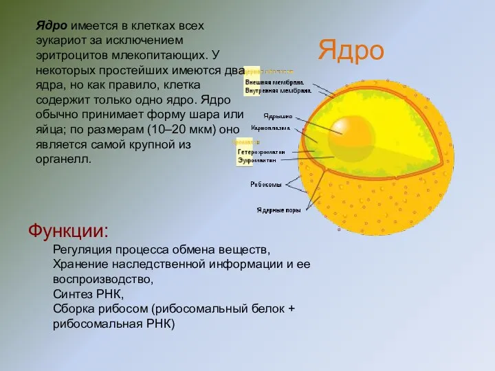 Ядро имеется в клетках всех эукариот за исключением эритроцитов млекопитающих. У