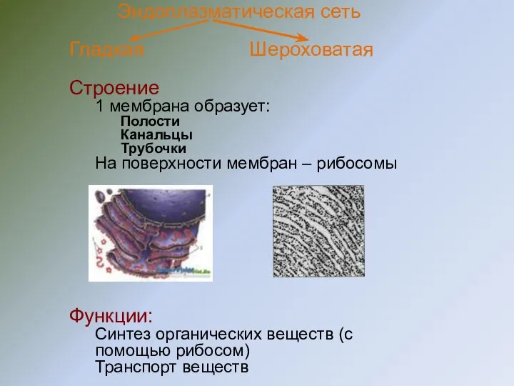 Эндоплазматическая сеть Гладкая Шероховатая Строение 1 мембрана образует: Полости Канальцы Трубочки