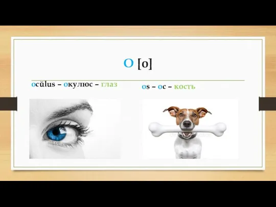 O [o] ocŭlus – окулюс – глаз оs – ос – кость