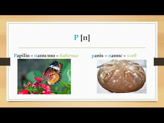 P [п] Papilio – папилио – бабочка panis – панис – хлеб