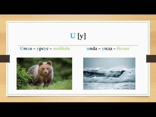 U [у] Ursus – урсус – медведь unda – унда – волна