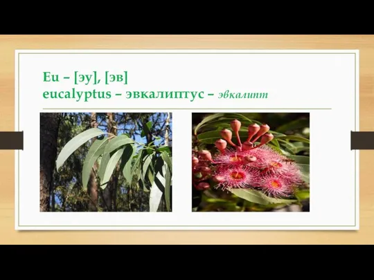 Eu – [эу], [эв] eucalyptus – эвкалиптус – эвкалипт