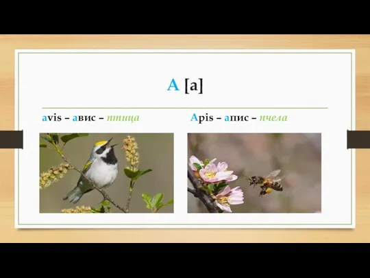 A [a] avis – авис – птица Apis – aпис – пчела