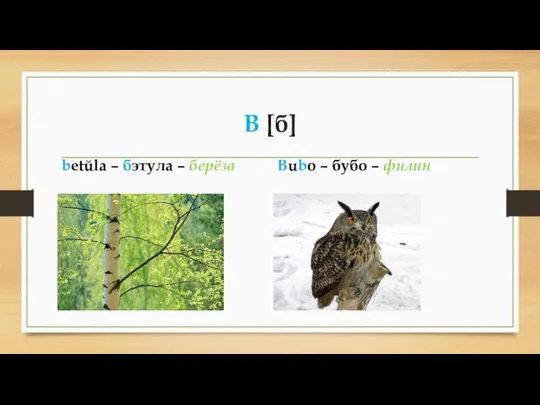 B [б] betŭla – бэтула – берëза Bubo – бубо – филин