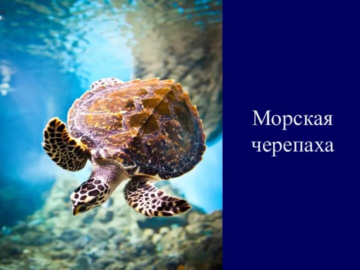 Морская черепаха