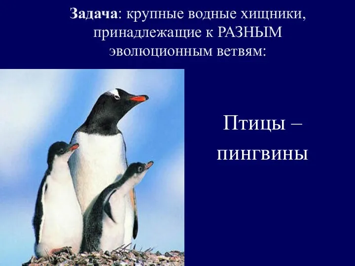 Задача: крупные водные хищники, принадлежащие к РАЗНЫМ эволюционным ветвям: Птицы – пингвины