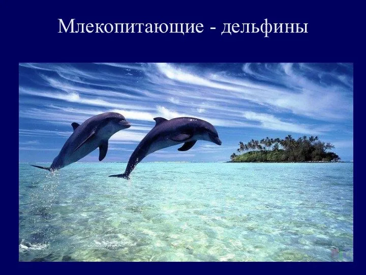 Млекопитающие - дельфины