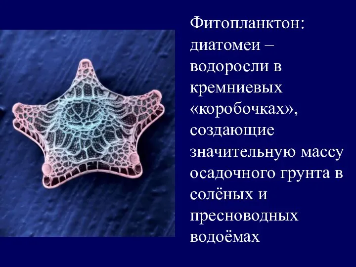 Фитопланктон: диатомеи – водоросли в кремниевых «коробочках», создающие значительную массу осадочного