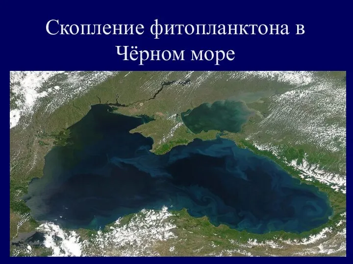 Скопление фитопланктона в Чёрном море