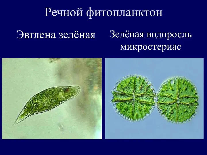 Речной фитопланктон Эвглена зелёная Зелёная водоросль микростериас