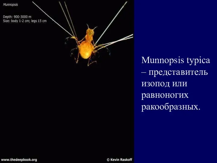 Munnopsis typica – представитель изопод или равноногих ракообразных.