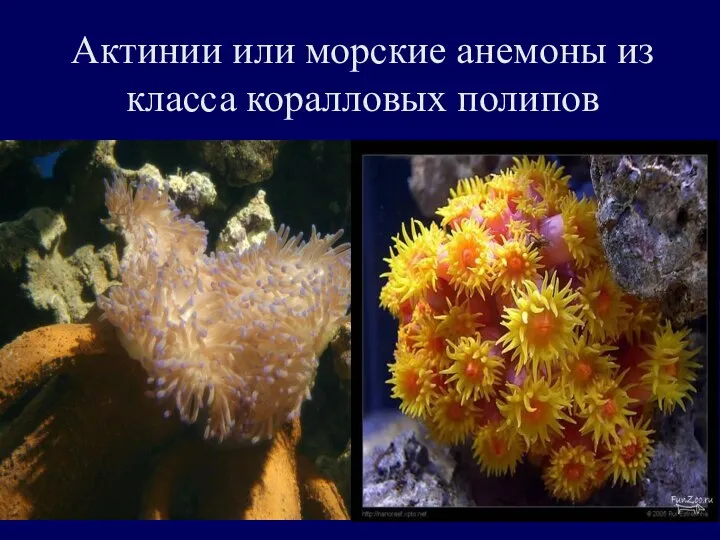 Актинии или морские анемоны из класса коралловых полипов