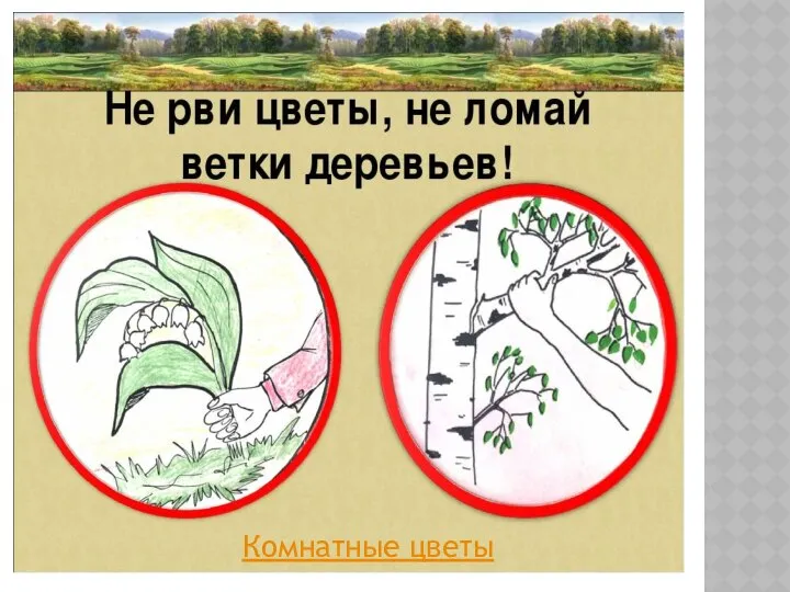 Комнатные цветы